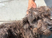 Yorkiepoo girl 5 months old