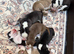 Epic Purebred Siberian Huskies - Ready Dec 16th