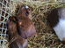 Baby guinea pigs for sale
