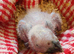 African grey parrots babies for sale