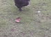1 necked neck bantam chicken
