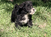 2 beautiful jackapoo boys left