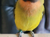 Tame lovebird