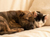 Paws and Path professional dog training