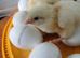 Day old Leghorn chicks (unsexed)