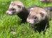 Only 4 Brown Ferrets Left