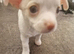 Chihuahua puppy's ready to leave