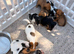 Jack Russell puppies
