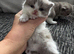 Beautiful British Shorthair Kittens