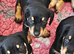 Mini Daschund x Miniature Schnauzer puppies