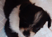 Shih tuz cross pomeranian only two left