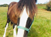 Stunning black shire for sale