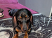 Beautiful dachshund boy