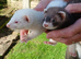 GENUINE MICRO FERRETS