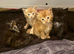 beautiful polydactyl half mainecoon kittens
