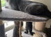British Shorthair mix Kittens