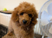 Toy poodle