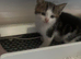 1 kittens left