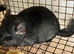 Beautiful 3 month old, Standard Grey, Males and Females &pound;90 each