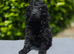 Kc registered toy poodle