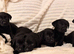 Lovely black Labrador puppies