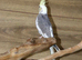 Baby Cockatiels all colours available,17