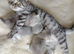 Kitten