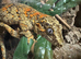 Gargoyle Geckos