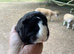 2 Beautiful Pedigree Swiss Guinea Pigs