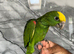 Hand-Rearing Baby Super Tame Cuddly Friendly Yellow Crown Amazon Parrot,29