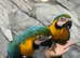 Hand-Rearing Stunning Baby Blue & Gold Macaw