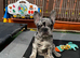French Bulldog Puppies Ready Now
