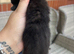 Stunning BSH KITTENS X