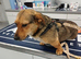 BELLA – The Little Street Dog Who Chose To Trust