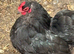 Beautiful black pekin hens laying well must go together