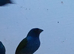 Forbes parrot finch cocks
