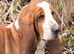 Proven Red & White Basset Hound Stud