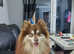 Reggie the pomsky Stud dog