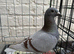 QUALITY RACING PIGEON
