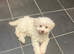 Beautiful Schnoodle Puppies GIRLS