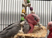 Hand Reared Baby Galah Cockatoos