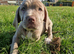Beautiful Cane Corso cross Indian Mastiff puppies
