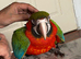 Baby Harlequin macaw Glasgow