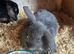 2 Quality mini lop girls for sale
