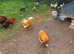 Buff orpington bantam hens