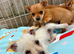 Jack Russell Cross Chorkie Puppies – Ready Now