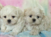 Maltese X Imperial Shih Tzu puppies