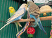 Young Budgies 8 to 10 Weeks PLEASE READ AD