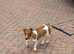 Male Jack Russell