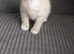 Cream bsh Cross male kitten needs loving forever home